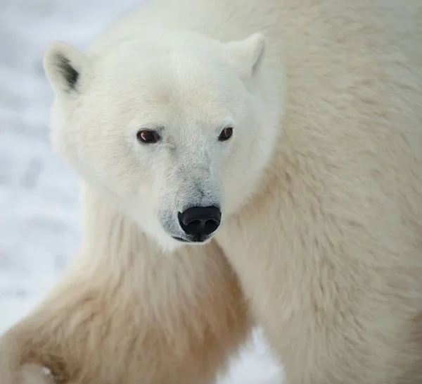 一只北极熊的画像 关闭了一只北极熊的肖像 — 图库照片