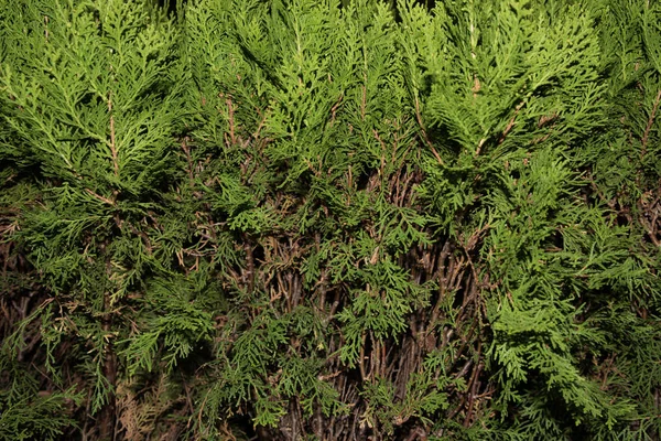 Galhos Verdes Árvore Thuja Fecham Detalhes Como Imagem Fundo Green — Fotografia de Stock