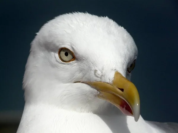 Bellissimo Uccello Sfondo Naturale — Foto Stock