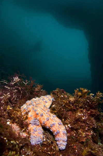 Морська Зірка Біля Підводної Арки Каліфорнії — стокове фото