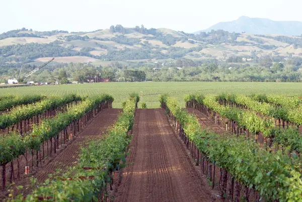 Sonoma Valley California — Foto de Stock