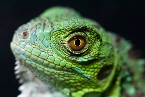 Wielkie Zielone Dziecko Iguana — Zdjęcie stockowe