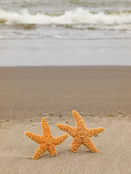 Dos Estrellas Mar Costa Con Olas Fondo — Foto de Stock