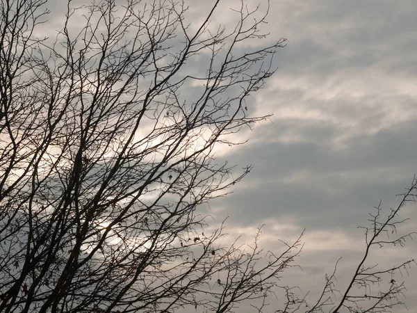 裸枝在秋季阴天背景埃塞克斯英格兰英国 — 图库照片