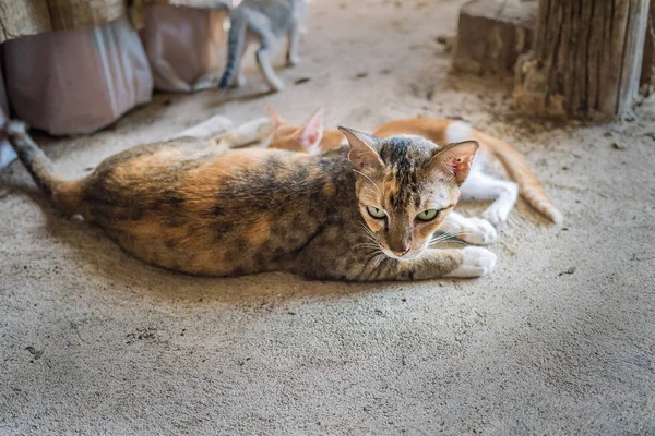 Cat Megállapításáról Szóló Szoptatás Baba — Stock Fotó