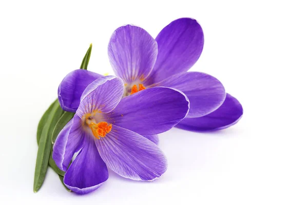 Krokus Kwiaty Wiosny — Zdjęcie stockowe