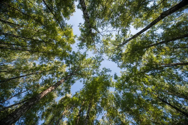 Buscando Bosque Árboles Verdes Ramas Naturaleza Fondo Abstracto — Foto de Stock