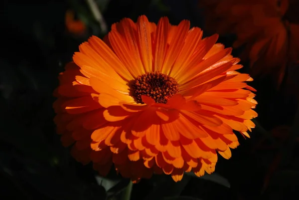 Laranja Gerbera Fundo Escuro Perto — Fotografia de Stock