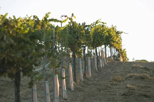 Řady Grapevinů Blíží — Stock fotografie