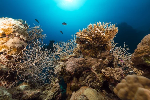 Pesce Barriera Corallina Tropicale Nel Mar Rosso — Foto Stock