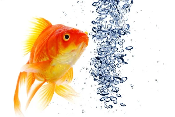 Goldfische Schwimmen Wasser Oder Fischbecken Mit Luftblasen — Stockfoto