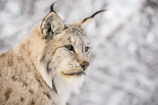 Lynx Bir Kış Orman — Stok fotoğraf