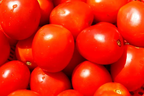 Tomates Maduros Vermelhos — Fotografia de Stock