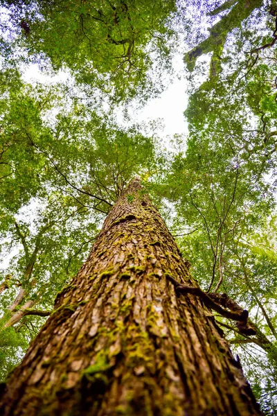 Ramas Del Árbol — Foto de Stock