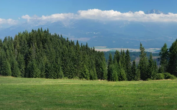 Pradera Verde Entre Dos Bosques Tatras Eslovaquia — Foto de Stock