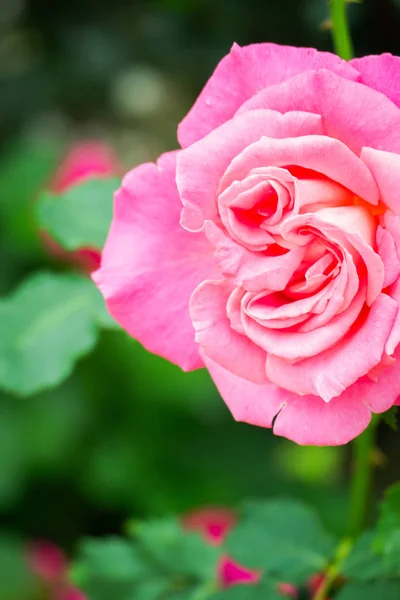 Fundo Bonito Com Flores Rosas Fundo Dos Namorados Flores Fundo — Fotografia de Stock