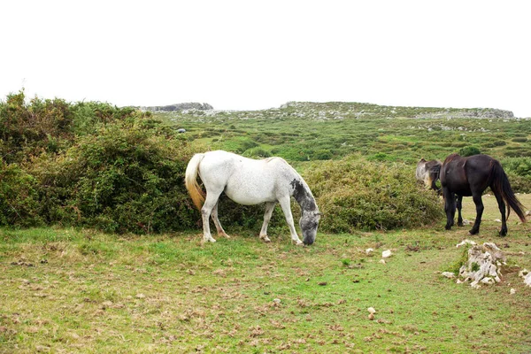 Manada Caballos Pastando España —  Fotos de Stock