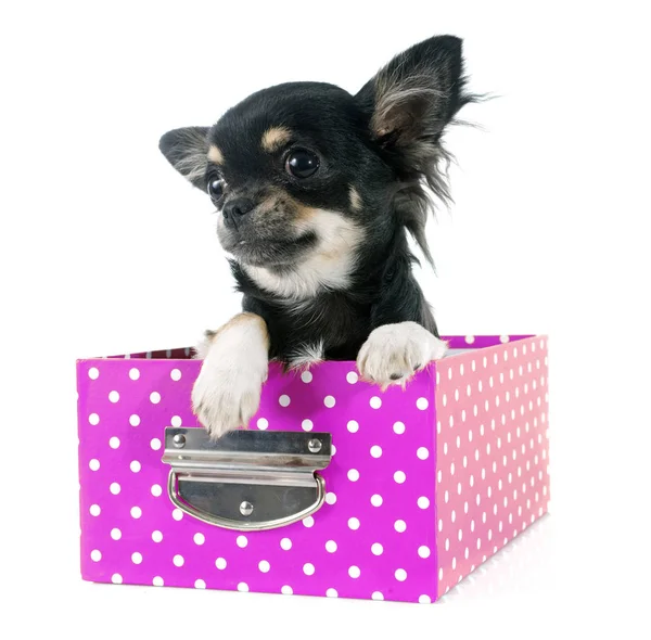 Puppy Chihuahua Front White Background — Stock Photo, Image