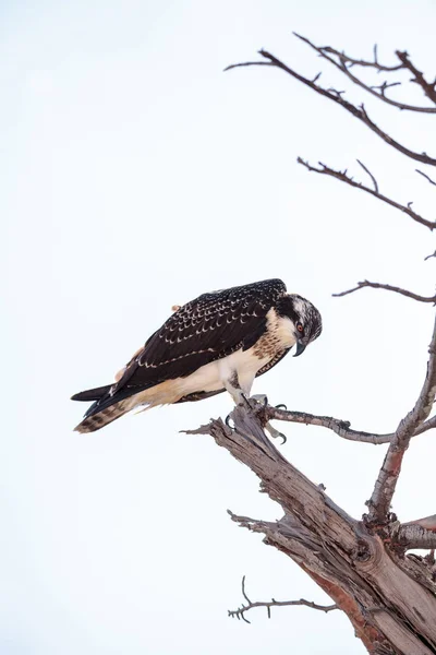 Orlovec Říční Dravec Pandion Haliaetus Bidla Stromě Škeble Předat Naples — Stock fotografie