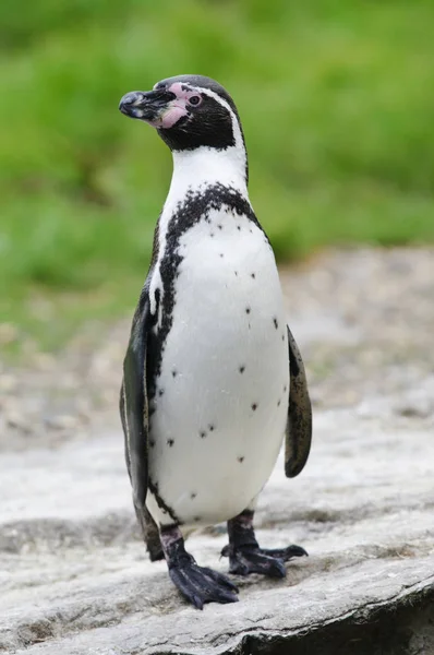 Closeup Pinguim Humboldt Spheniscus Humboldti — Fotografia de Stock