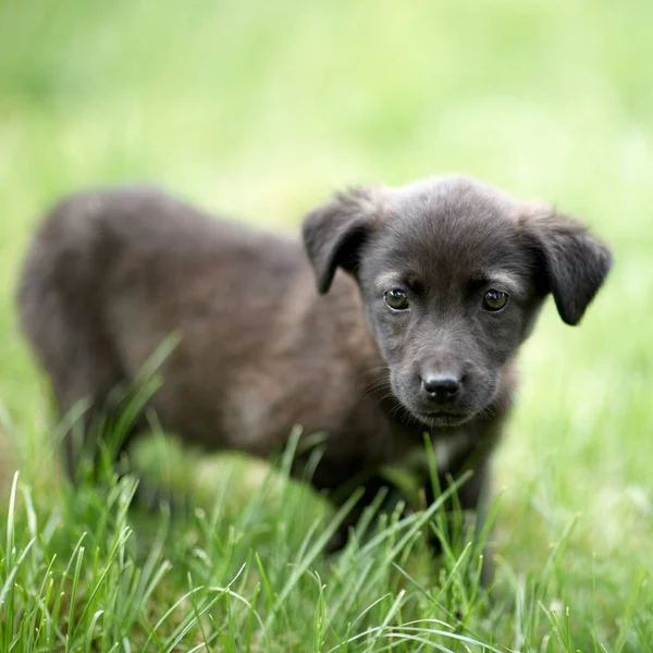 Pequeno Cão Preto Bonito — Fotografia de Stock