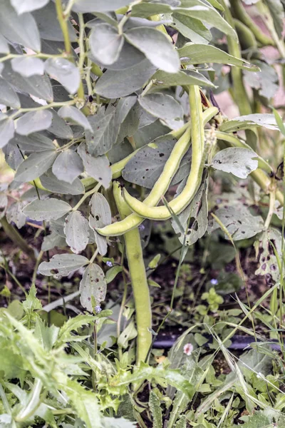 ブロード豆植物のクローズアップビュー — ストック写真