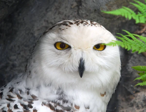 Close-up picture of a great snow owl bird