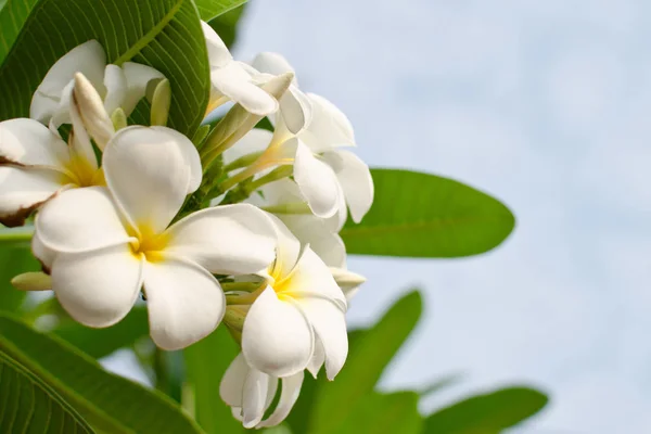 Белые Цветы Зеленый Лист Солнце — стоковое фото