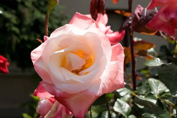 Rose is a flowering shrub of the genus Rosa, and the flower of this shrub.