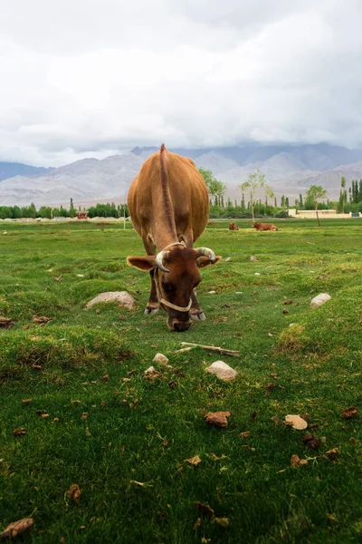 Cow Grazing Pasture Natural Landscape Shey Palace Located Leh Ladakh — Stock Photo, Image