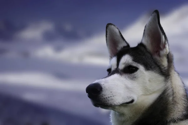 Надежный Верный Сибирский Хаски Сани Рабочая Собака — стоковое фото