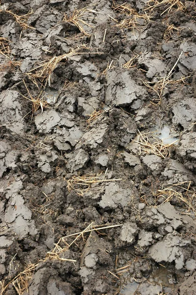 Nahaufnahme Von Feuchtem Land Das Häufig Reisfeldern Gefunden Wird Wenn — Stockfoto