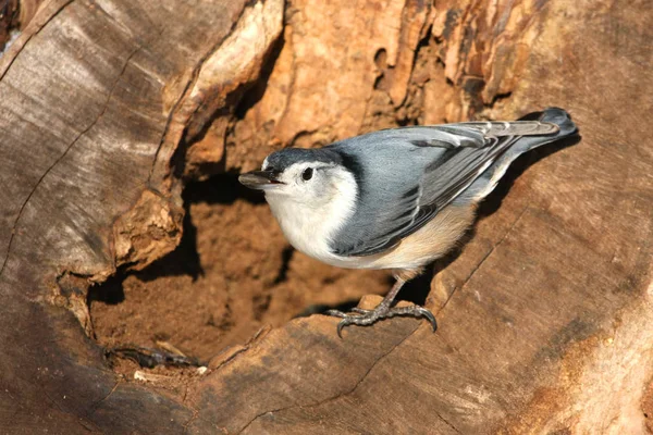 White Breasted Nuthatch Sitta Carolinensis Perched Stump — ストック写真