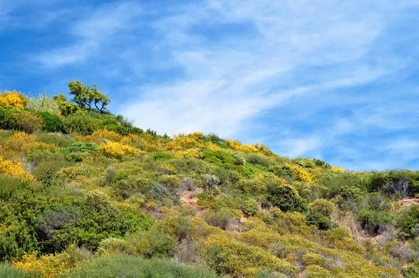 Flores Que Florecen Costa Del Mediterráneo Primavera Francia — Foto de Stock