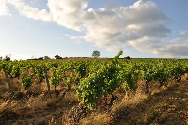 Viñedo Francia Coteaux Layon — Foto de Stock