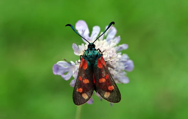 Image Shows Macro Variable Burnet Moth — Stock Photo, Image