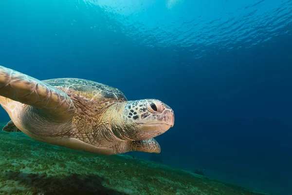 Tortuga Verde Hembra Mar Rojo — Foto de Stock