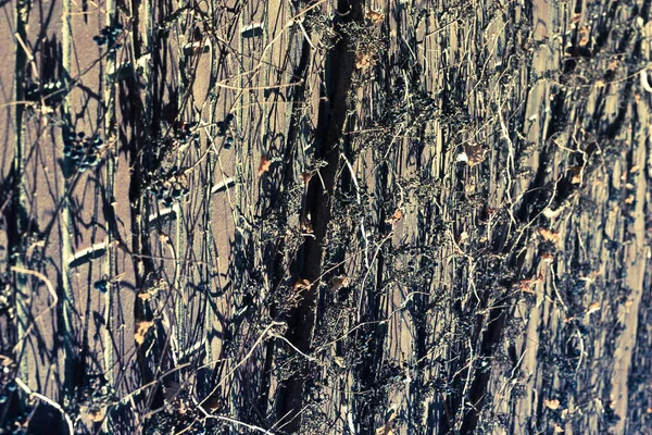 Texturwand Aus Büschen — Stockfoto