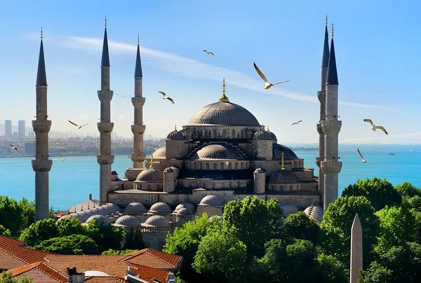 Racci Nad Modrou Mešitou Bosporu Istanbulu Turecko — Stock fotografie