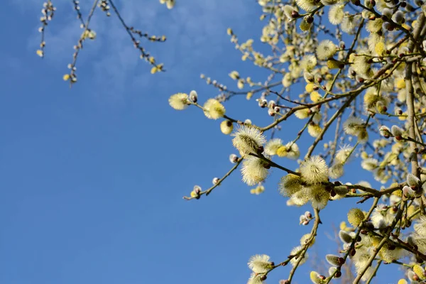 Bahar Söğüt Catkins Kopya Alanı Ile Mavi Bir Gökyüzü Çerçeveleme — Stok fotoğraf