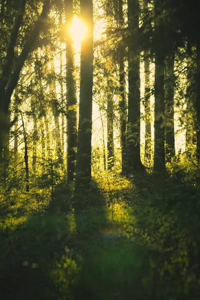 Сонячні Промені Сосновому Лісі Літній Ранок — стокове фото