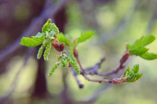 Levelei Tavasszal Tölgyfa Kezdő — Stock Fotó