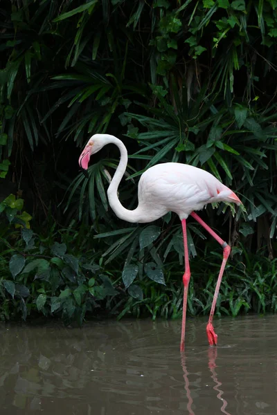 Större Flamingo Fenicopterus Roseus — Stockfoto