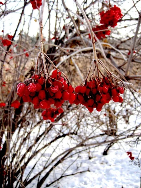 Accrocher Des Baies Rouges Couvertes Givre Blanc — Photo