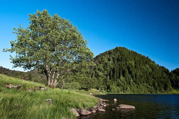 Yaz Aylarında Norveç Peyzaj Göl Tarafından Ağaç — Stok fotoğraf