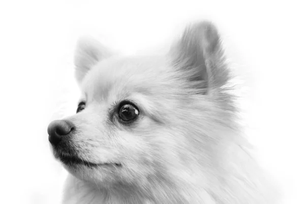 Студійне Зображення Маленької Пухнастої Собаки Чорному Тлі — стокове фото