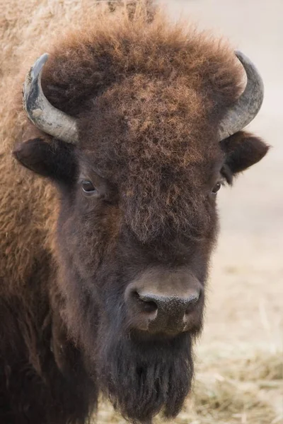 Retrato Bisonte Americano Búfalo Mirando Hacia Arriba — Foto de Stock