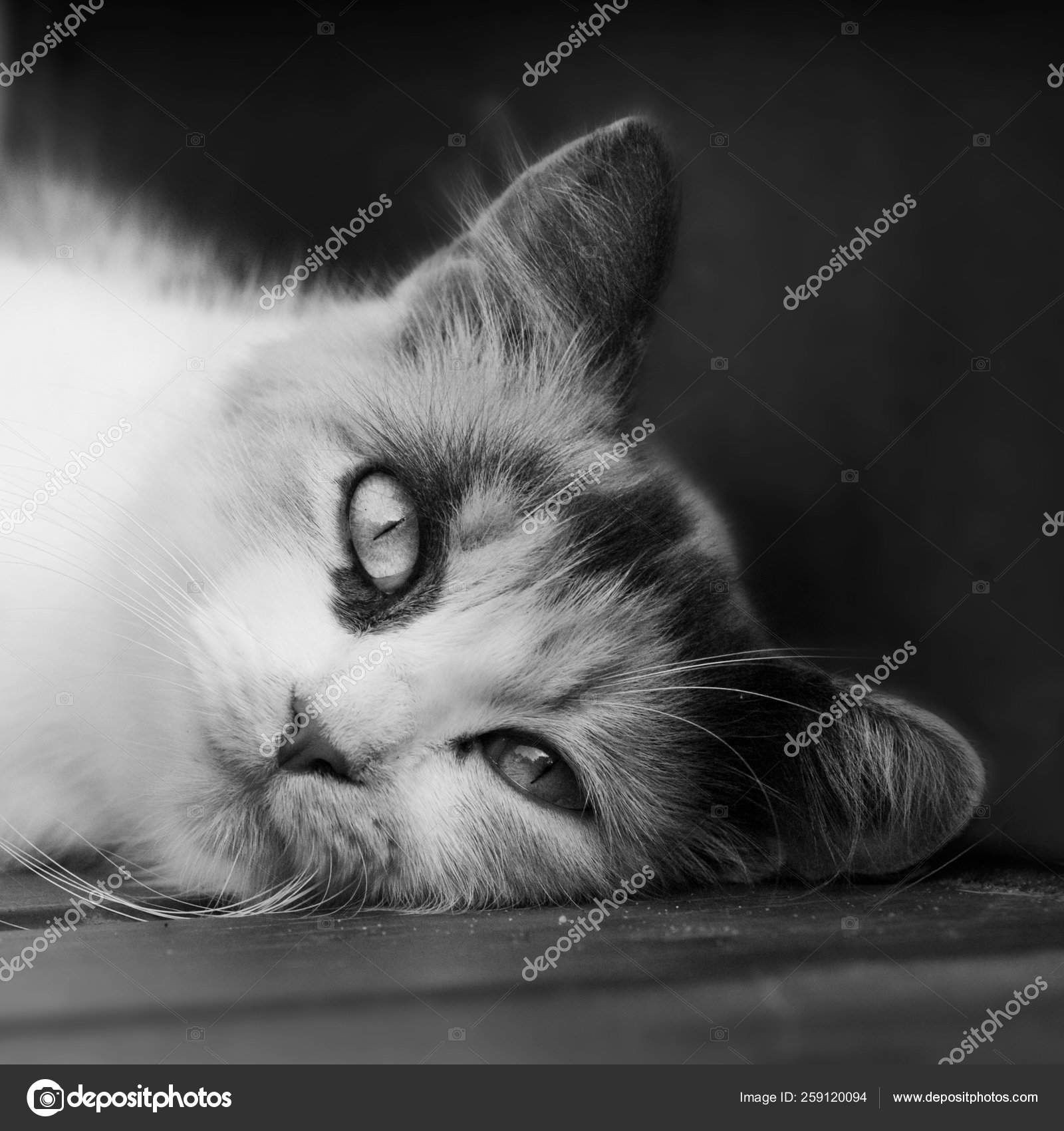 Image Noir Blanc Chat Calicot Couche Tete Sur Pont Image Libre De Droit Par Yayimages C