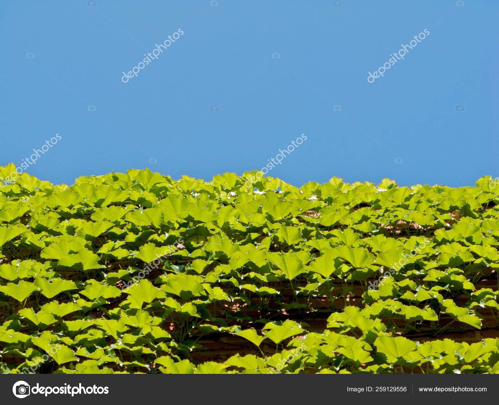 Atlanta Botanical Garden Fruhling Stockfoto C Yayimages 259129556