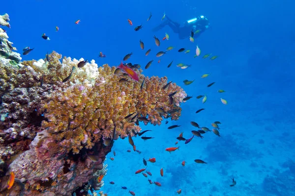 Arrecife Coral Con Coral Pedregoso Buzo Fondo Del Mar Tropical —  Fotos de Stock